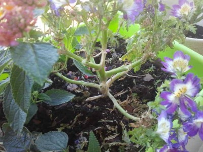2012-07-24 10.21.32.jpg
