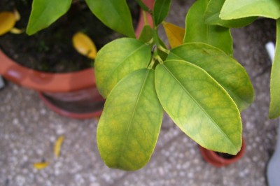 Kumqquat 003.jpg