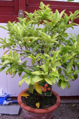 Kumqquat 001.jpg