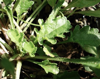 Margerite_1_14.09.2007.jpg