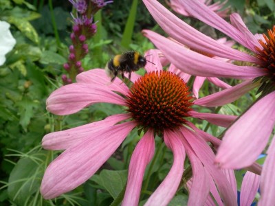 Echi Hummel Anflug.jpg