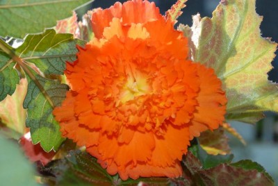 Begonia 096yy.jpg
