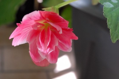 Begonia 095yy.jpg
