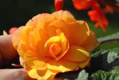 Begonia 093yy.jpg