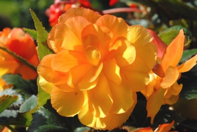 Begonia 092yy.jpg