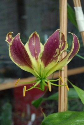 Gloriosa 022yy.jpg