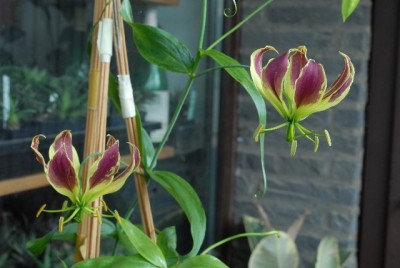 Gloriosa 019yy.jpg