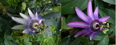 Amethyst vergleich 2.jpg