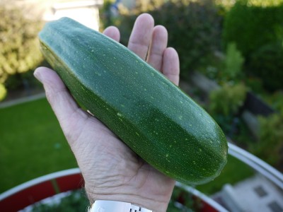 Wie schützt man Gurken/Zucchini einfach gegen Schnecken? · Tipps & Tricks ·  GREEN24 Pflanzen & Garten Forum
