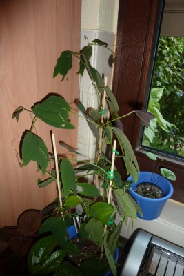 P. Sunburst Vorher.JPG