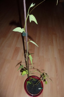 P. Adularia Vorher.JPG