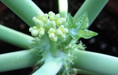 Jatropha.jpg