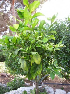 zitronenbaum 1.JPG