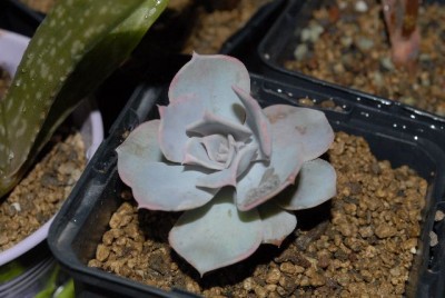 crassulaceae 041yy.jpg