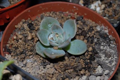 crassulaceae 039yy.jpg