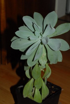 crassulaceae 032yy.jpg