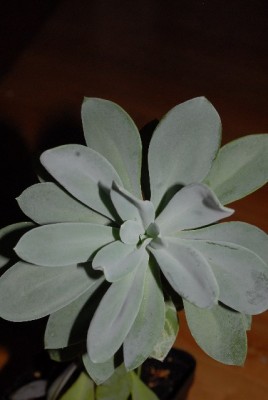 crassulaceae 031yy.jpg