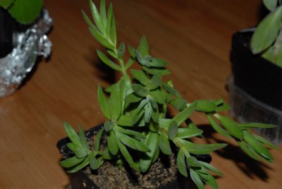 crassulaceae 033yy.jpg