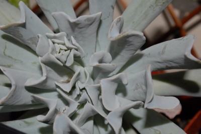 crassulaceae 042yy.jpg