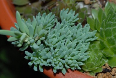 crassulaceae 046yy.jpg