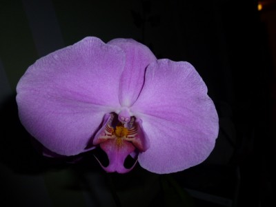 P1000375.JPG