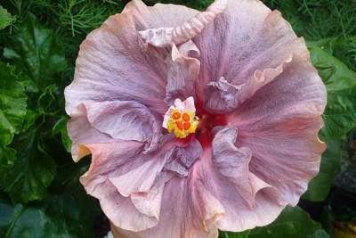 T. Lavender Frolic.JPG