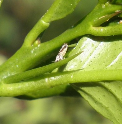 Citrus greening Fliege.jpg