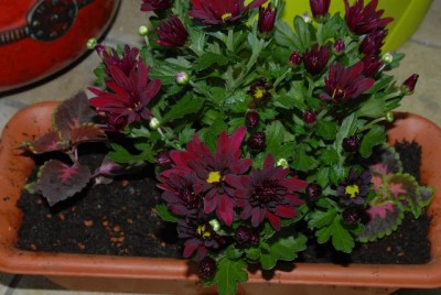 Chrysanthemen 001yy.jpg