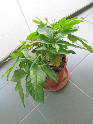 2012-08-09 Cherimoya_03k.jpg