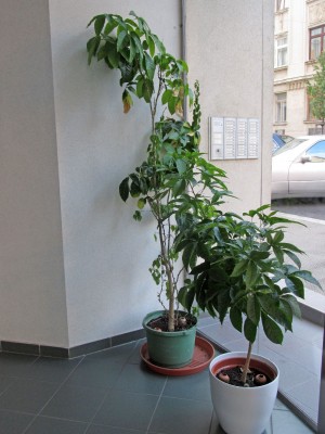 2012-08-09 Cherimoya_01k.jpg