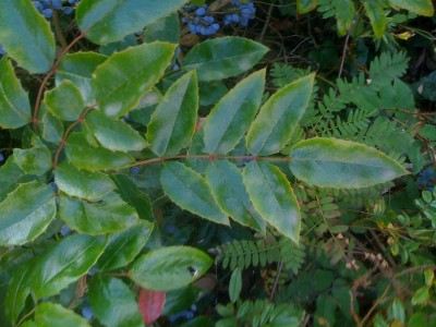 Ilex1.jpg