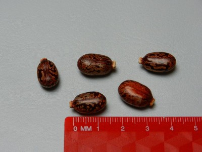 Ricinus Samen Bild 1.JPG