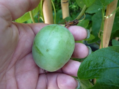 Frucht cinnabarina 1.jpg