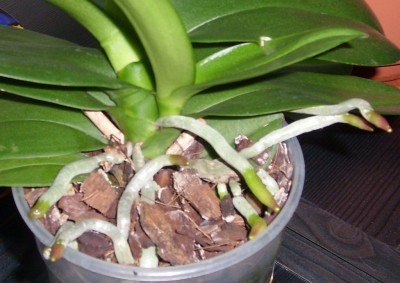 Phal.JPG