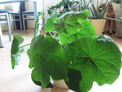 Jatropha2.JPG
