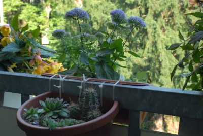 Balkon2012 030yy.jpg