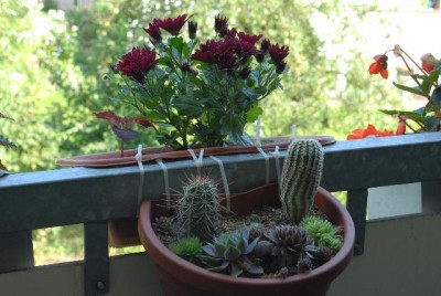 Balkon2012 027yy.jpg
