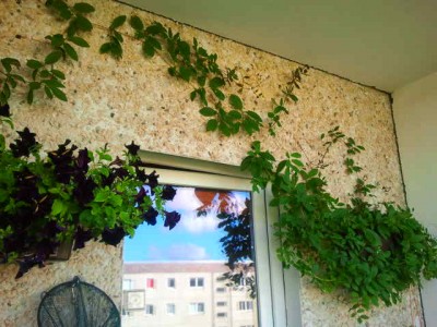 2012-08-11 09.13.32.jpg