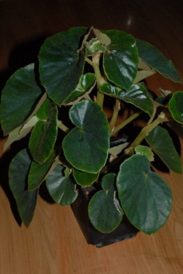 Begonia 081yy.jpg