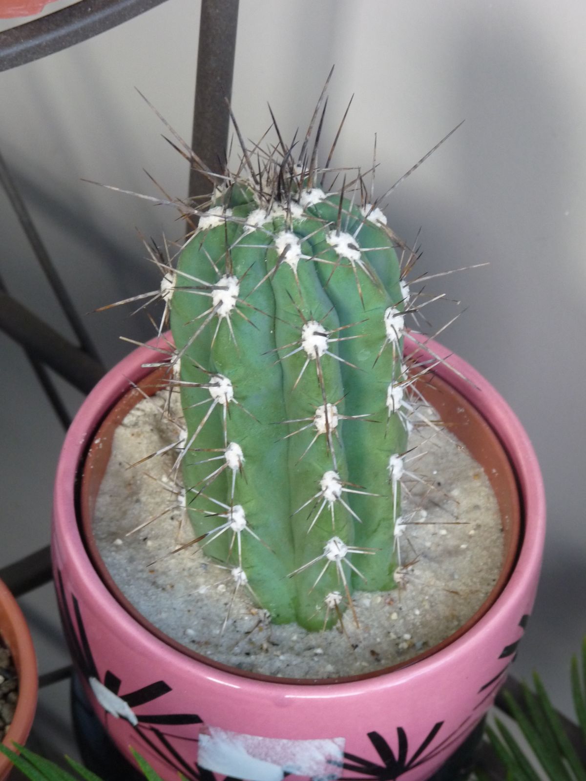 Kopfsteckling von vergeilter Stetsonia coryne - wie weiter?  Samen &  Anzucht & Vermehrung  GREEN24 Pflanzen & Garten Forum