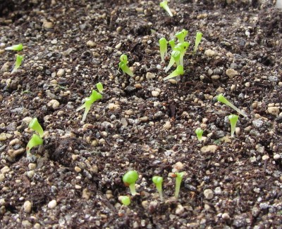 Lithops.jpg