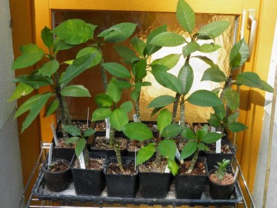kleine Plumis 2012.jpg