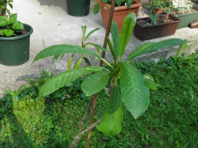große Plumi 2012.jpg