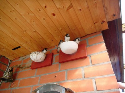 K800_Schwalbe 012.JPG