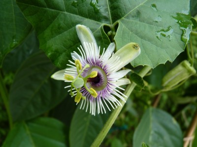 Passiflora morifolia.jpg