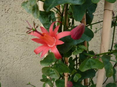 Passiflora murucuja 3.jpg
