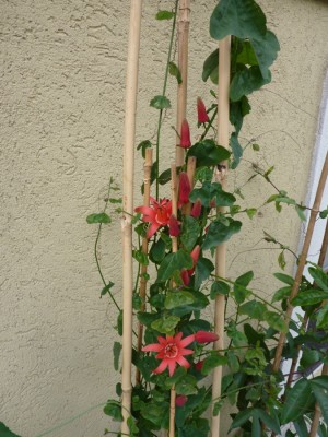 Passiflora murcuja 2.jpg