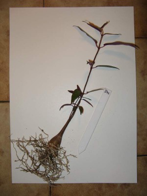 Petopentia natalensis 05.jpg