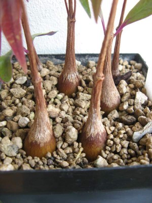 Petopentia natalensis 04.jpg