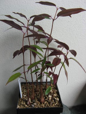 Petopentia natalensis 02.jpg